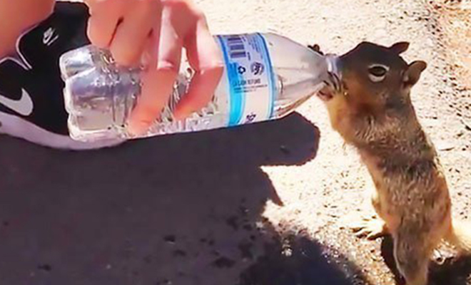 Белка подошла к прохожему в парке и жестами показала, что хочет воды из его бутылки