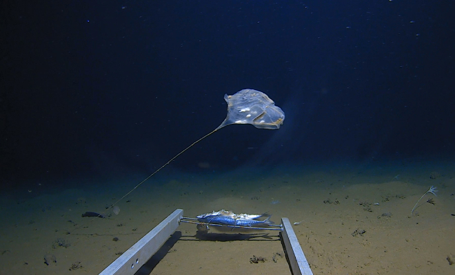 ���� �� ����� Youtube@thefivedeepsexpedition8967