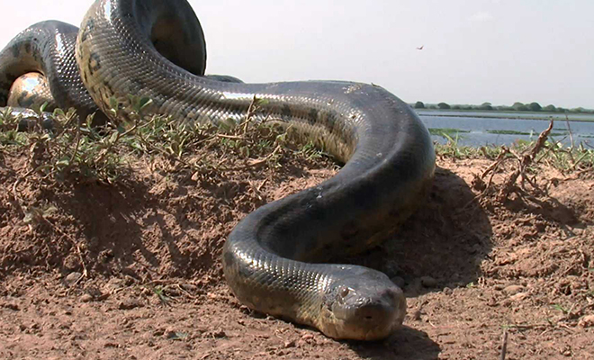 Самая большая змея мира попала на камеру: длина анаконды почти 10 метров. Видео