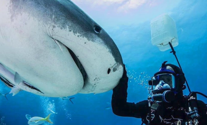 Дайвер пошел на риск и помог акуле в океане. Через три месяца вернулась, чтобы найти человека: видео