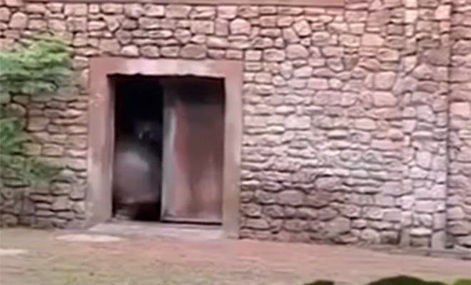 Сторож зоопарка заглянул проверить маленькую дверь, когда из нее выскочил бегемот размером с автобус: видео