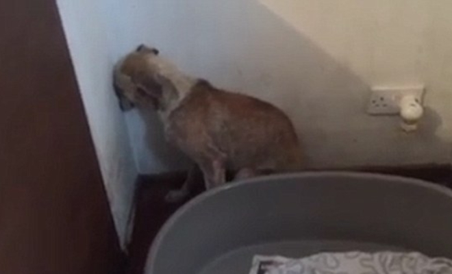 Фото: PAWS Animal Rescue Ireland