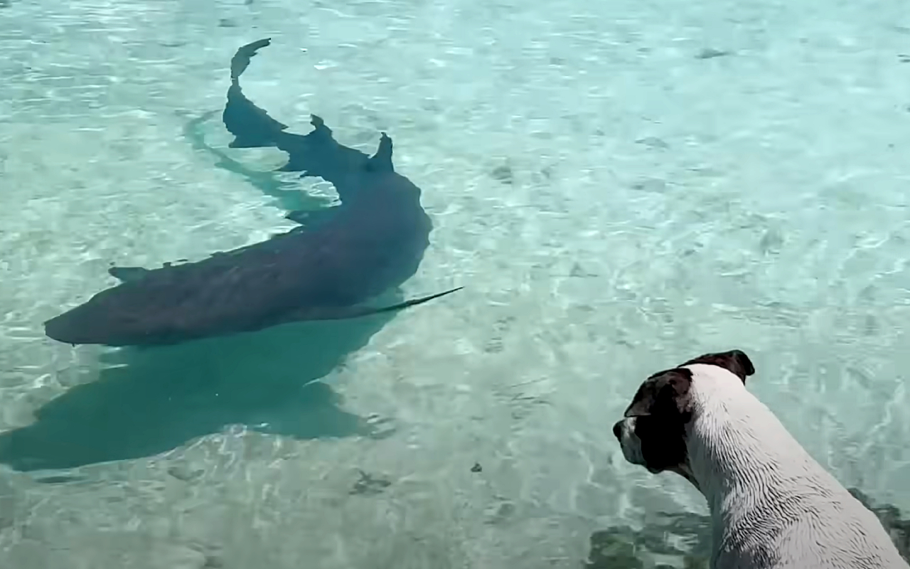 Кадр из видео @TheDodo