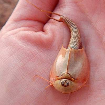 Ученые нашли в пустынном озере существ, живших 500 миллионов лет назад. Они с тех пор не изменились