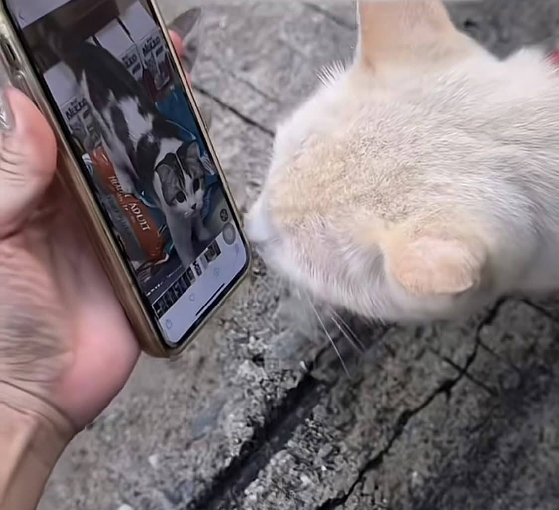 Женщина показала фото пропавшего кота уличным кошкам и через день питомец вернулся домой