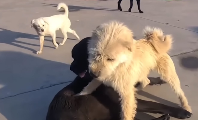 ���������� ��� ���� �����-������� � ���� ����������. �������� ���� ����� �����: �����