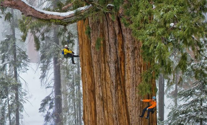 ���� Michael Nichols