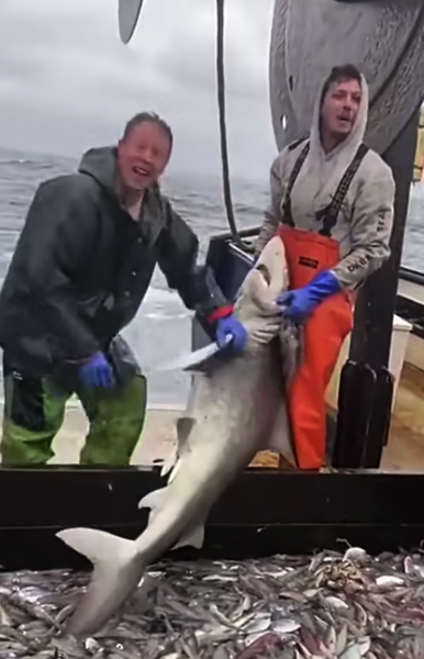 �������� ����: 9Gag