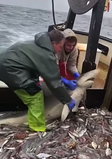 �������� ����: 9Gag