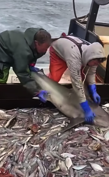 �������� ����: 9Gag