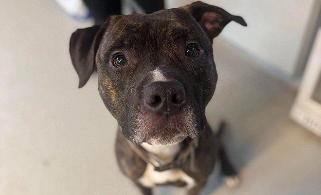 �������� ����: @HuntingtonCabellWayneAnimalShelter