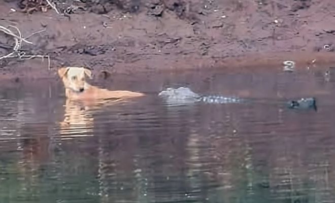 Фото: Journal of Threatened Taxa