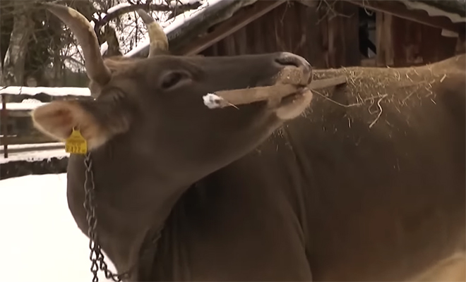 �������� ����: YouTube@CBS News/��������