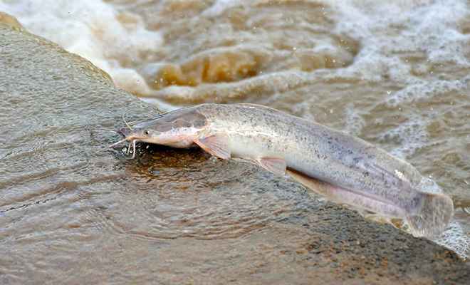 �������� ����: Africam/Naledi Bush Lodge/Compass Media