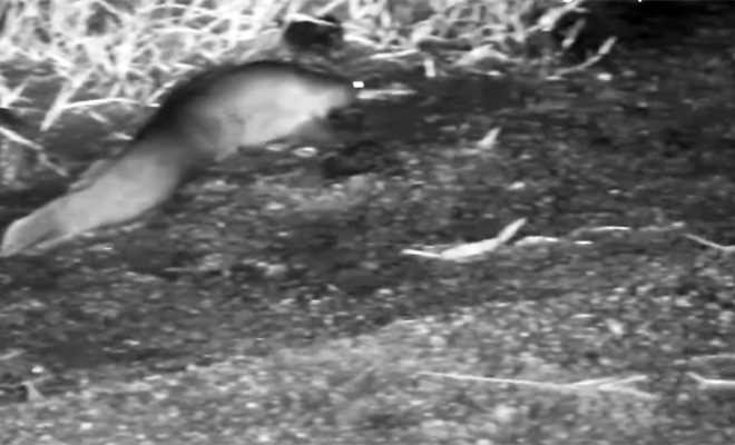 �������� ����: Africam/Naledi Bush Lodge/Compass Media