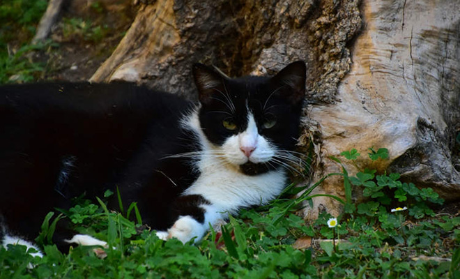 Источник фото: Oddity Central