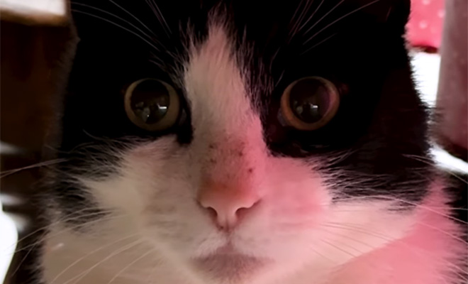 Источник фото: Oddity Central