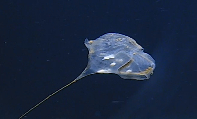 ���� �� ������� 7 �� ����������� �� �������� � ������� ������. ����� ������� � ����� ��������� ����������� ����� ��������