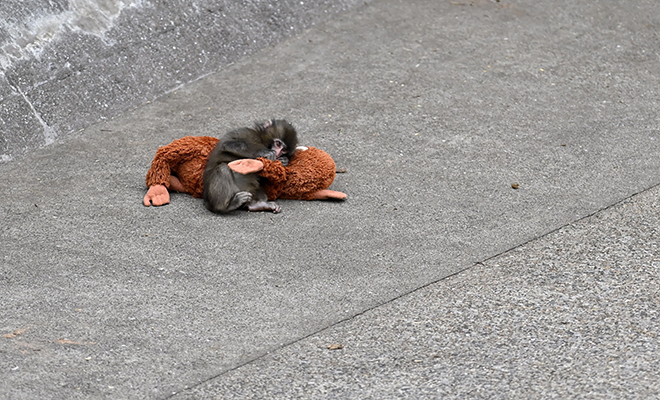 Фото: @ichikawa_zoo/X