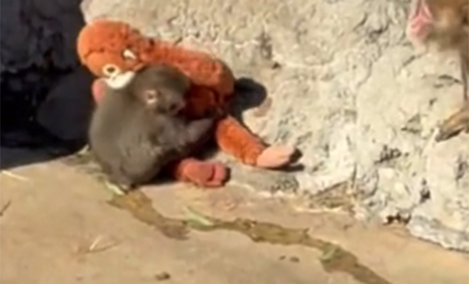 Фото: @sushmitha4akhil/X