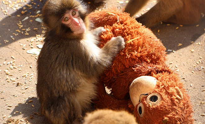 Фото: @ichikawa_zoo/X