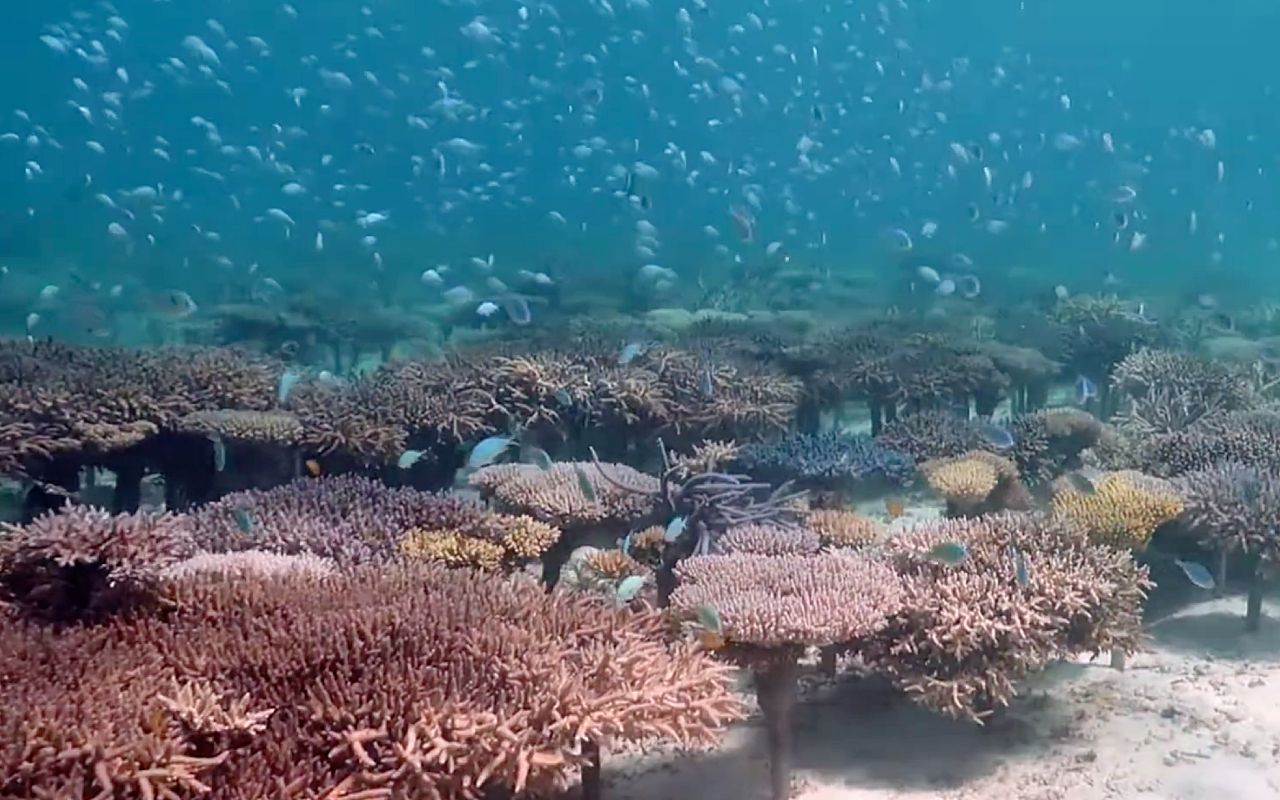 Кадр из видео @sunkisseddiversokinawa6086