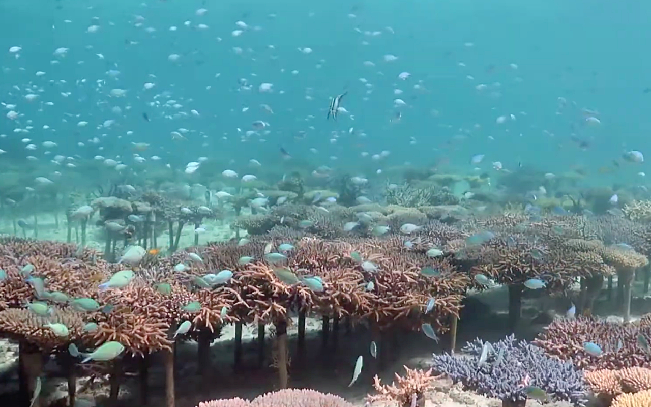 Кадр из видео @sunkisseddiversokinawa6086