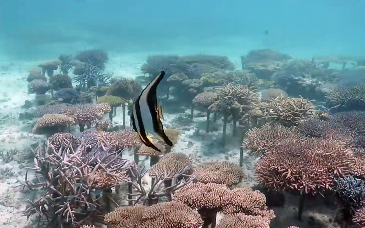 Кадр из видео @sunkisseddiversokinawa6086