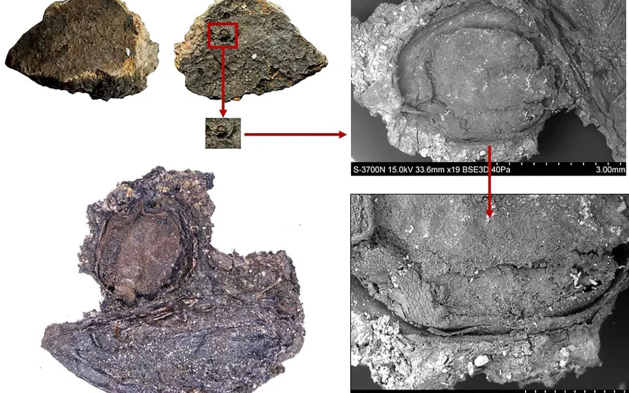 Фото: Lara Gonz&aacute;lez Carretero/University of York et al.