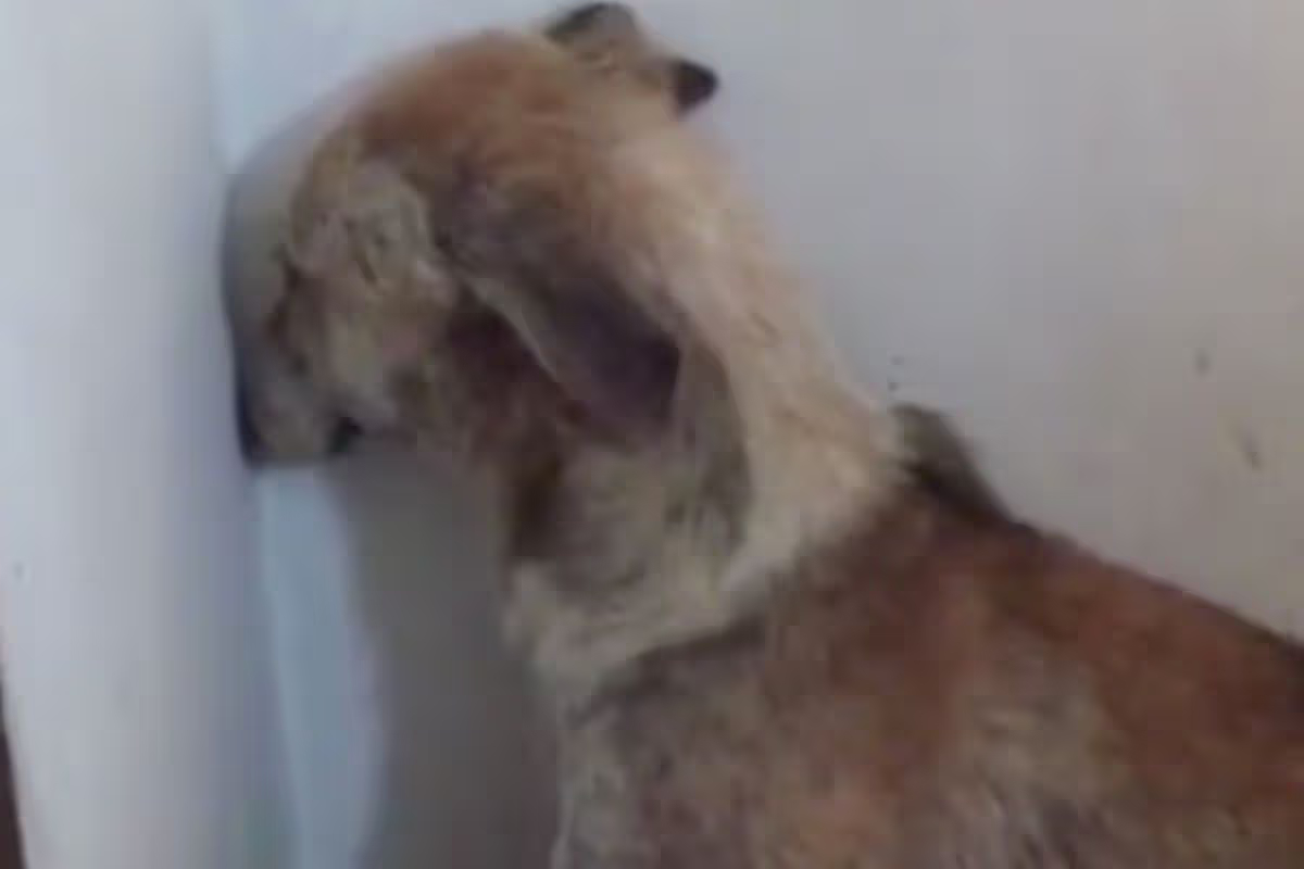 Фото: PAWS Animal Rescue Ireland