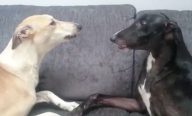 Фото: PAWS Animal Rescue Ireland