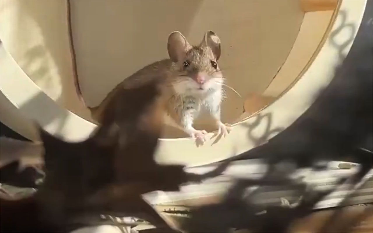 Фото: соцсети/@habibithecatt