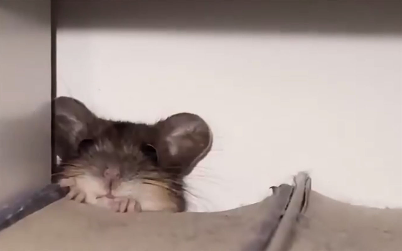 Фото: соцсети/@habibithecatt