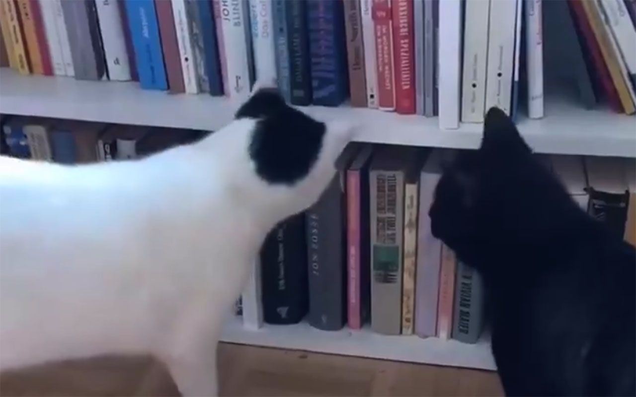 Фото: соцсети/@habibithecatt