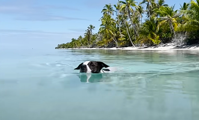 Кадр из видео @TheDodo