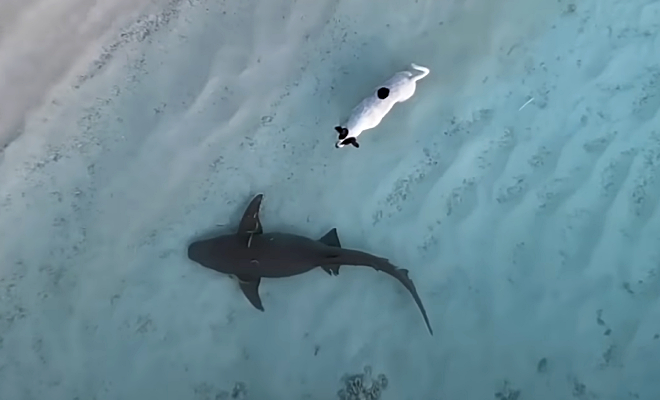 Кадр из видео @TheDodo