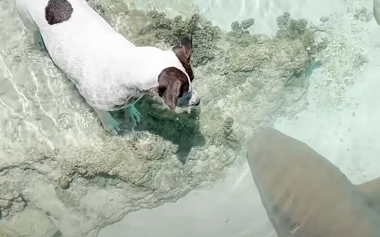 Кадр из видео @TheDodo