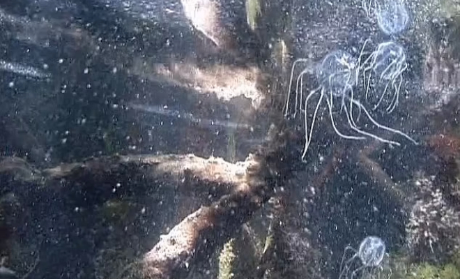 Фото: Anders Gram