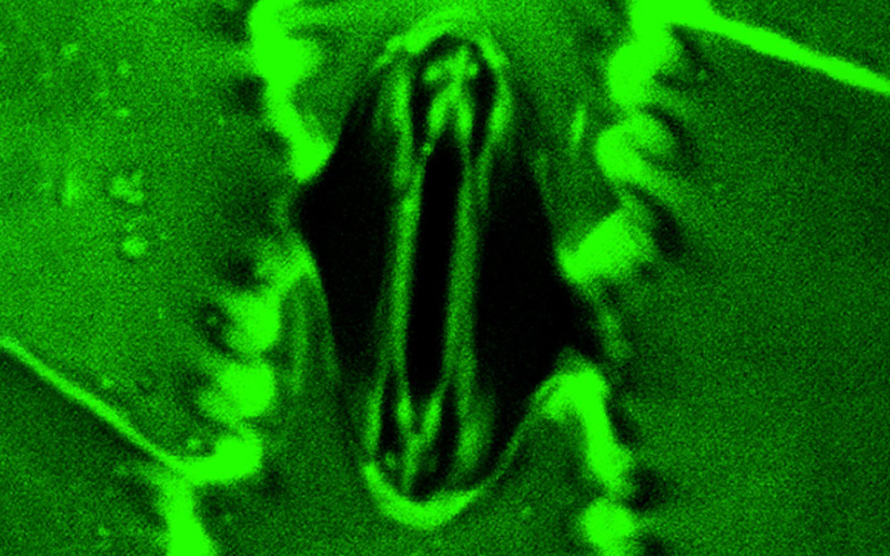 Фото: Plant Physiology, Volume 199, Issue 4, December 2025, kiaf600