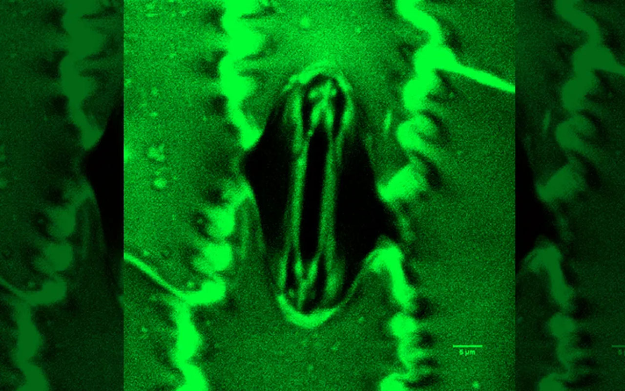 Фото: Plant Physiology, Volume 199, Issue 4, December 2025, kiaf600,