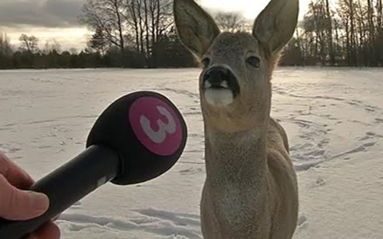 Фото: Reddit/@Charming_History7423