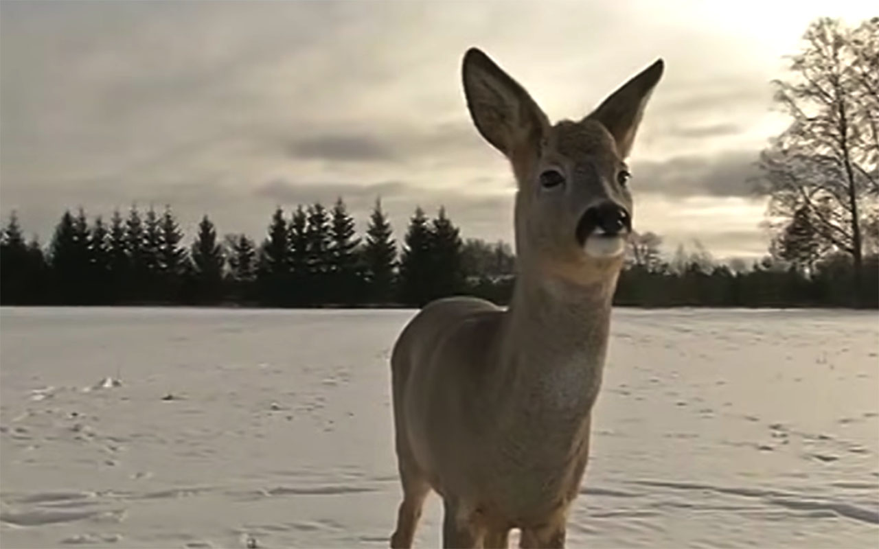 Фото: Reddit/@Charming_History7423