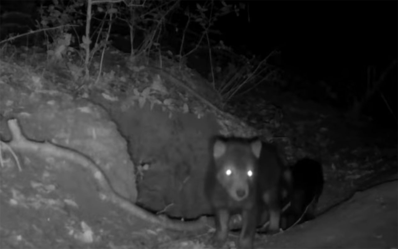 Фото: кадр из видео @Gizmodo