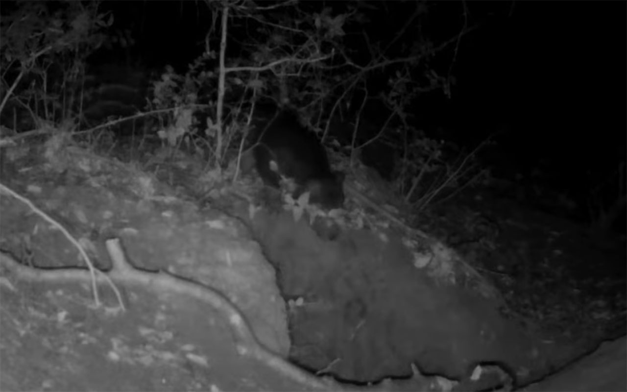 Фото: кадр из видео @Gizmodo