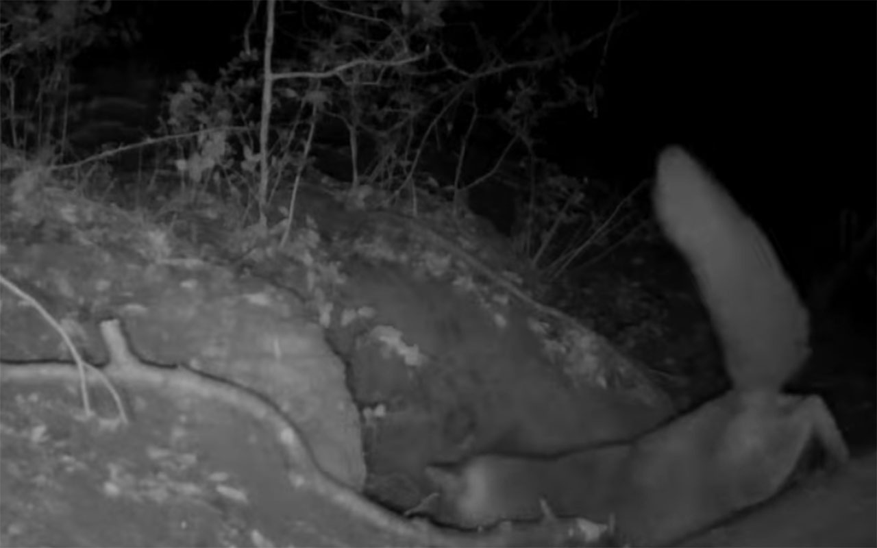 Фото: кадр из видео @Gizmodo