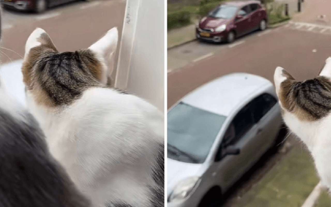 Фото: TikTok/@RoarAigrty