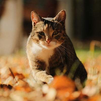 Домашние коты впервые увидели уличных, но не были к этому готовы. Видео