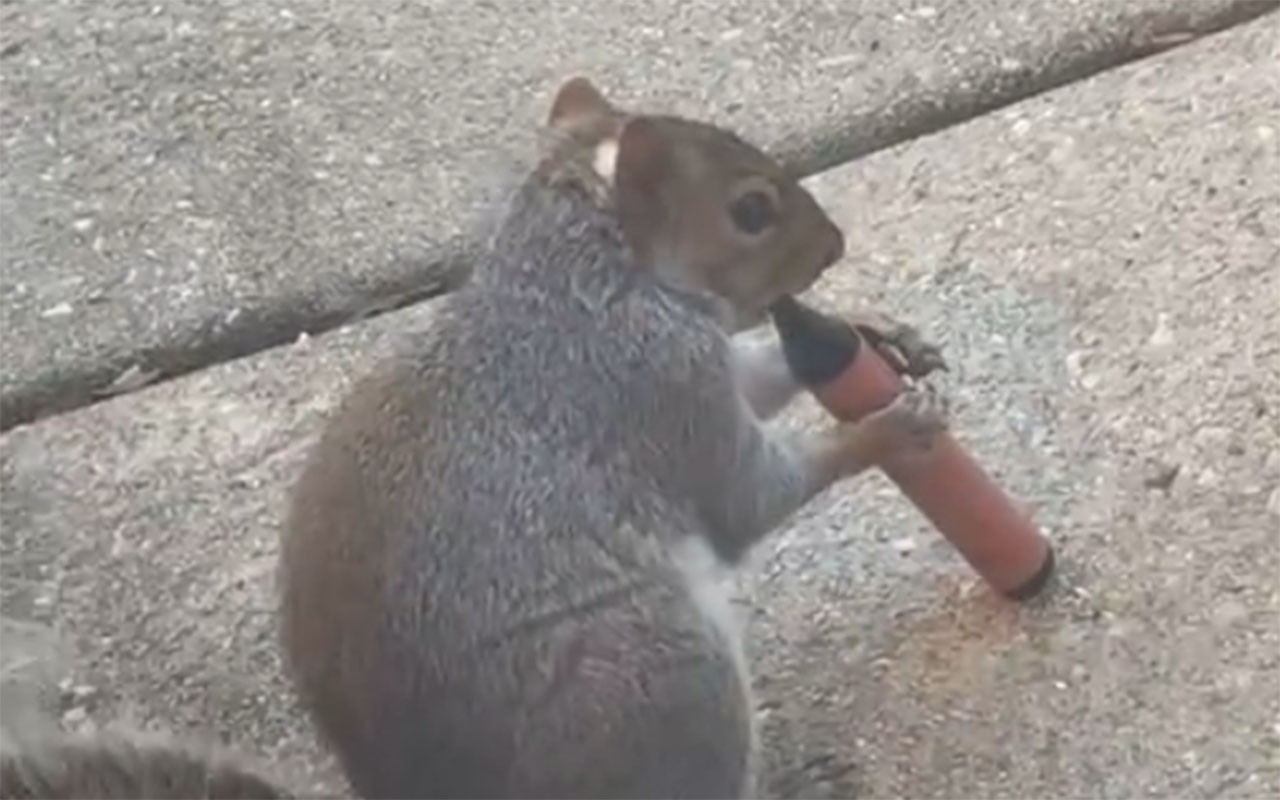 Фото: кадр из видео TikTok @CARLY.DANE