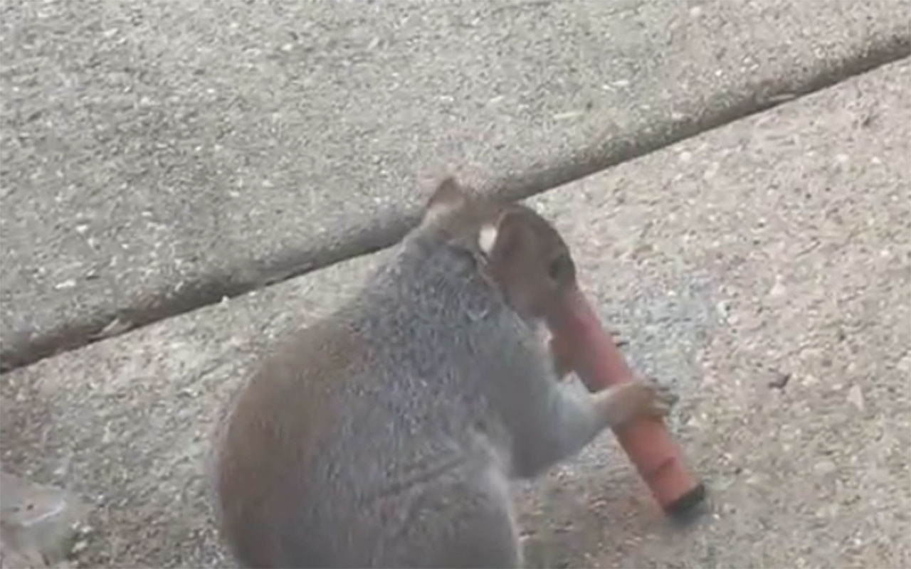 Фото: кадр из видео TikTok @CARLY.DANE