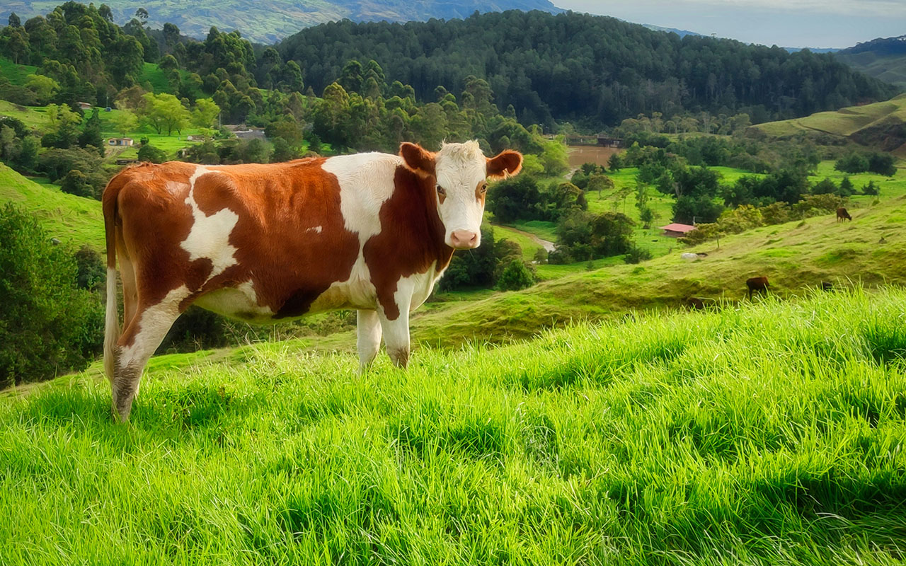Каждый раз, когда фермер уходил по делам, корова была в печали. Тогда он ее стал брать с собой на вокзал